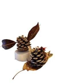 pinecones