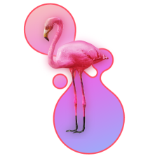 flamingo