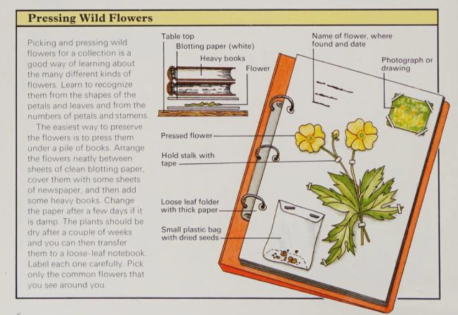 pressing-flowers-chinery