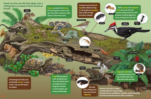 eco-rotten-log