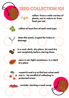 SEED COLLECTION 101