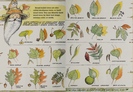Crinkleroot's-guide-to-trees-arnosky