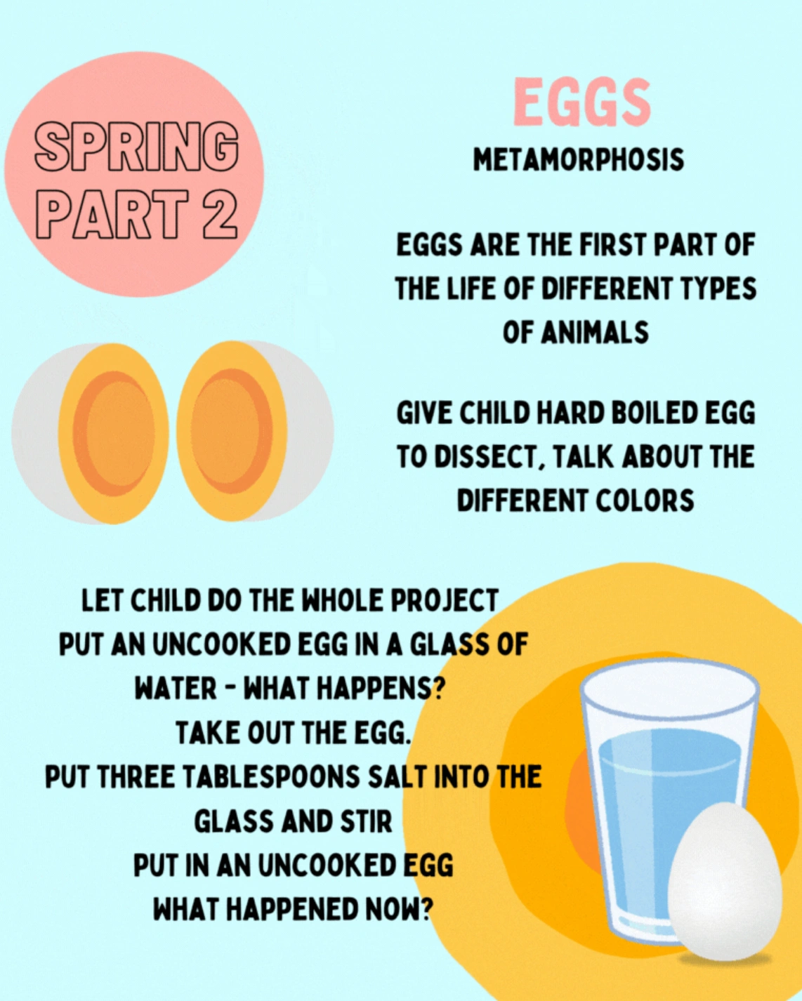 eggs