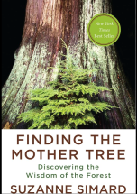 Finding the Mother Tree: Discovering the Wisdom of the Forest