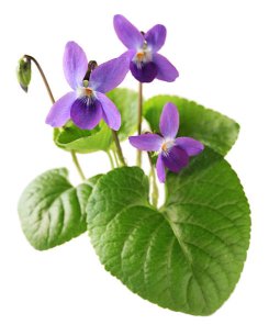 sweet-violet-stock-photo