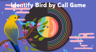 identify-birds-game